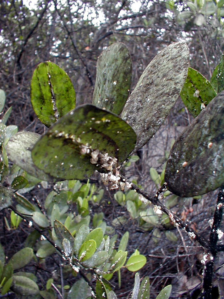 Densidaes altas de Icerya purchasi en mangle blanco (Laguncularia racemosa) Foto: T. Poulsom.